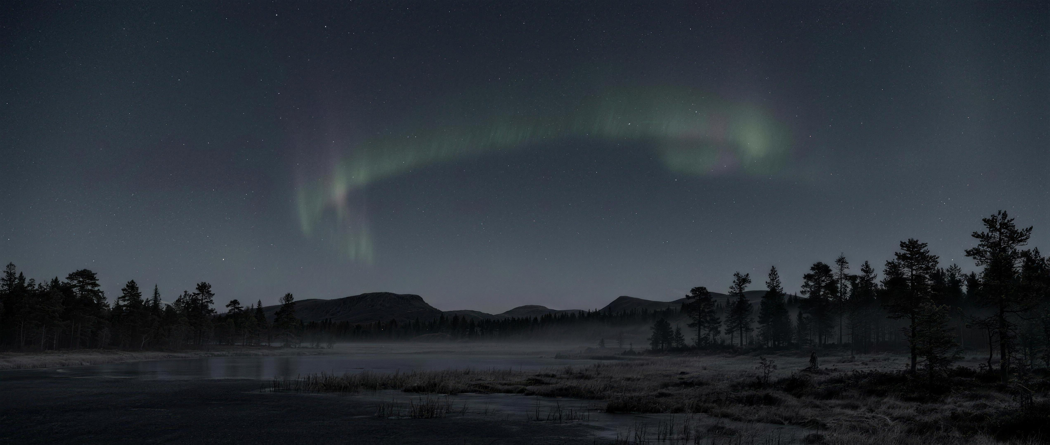 Aurora over a Finnish pine forest